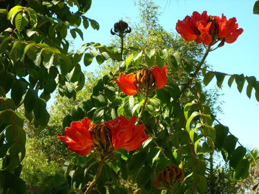 15 Red AFRICAN TULIP TREE (Fire Tree / Flame of the Forest / Fountain Tree) Spathodea Campanulata Seeds